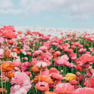 Meet your Posher, Marina